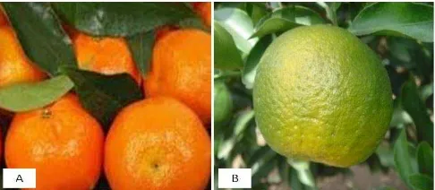 Gambar 1 Penampilan warna kulit jeruk keprok: A) Jeruk keprok Batu 55; B)  Jeruk keprok Garut (sumber Balitjestro) 