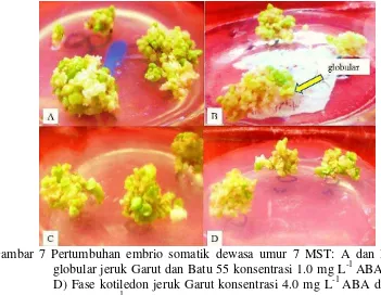 Gambar 7 Pertumbuhan embrio somatik dewasa umur 7 MST: A dan B) Fase globular jeruk Garut dan Batu 55 konsentrasi 1.0 mg L-1 ABA; C dan D) Fase kotiledon jeruk Garut konsentrasi 4.0 mg L-1 ABA dan Batu 55 0.1 mg L-1 ABA