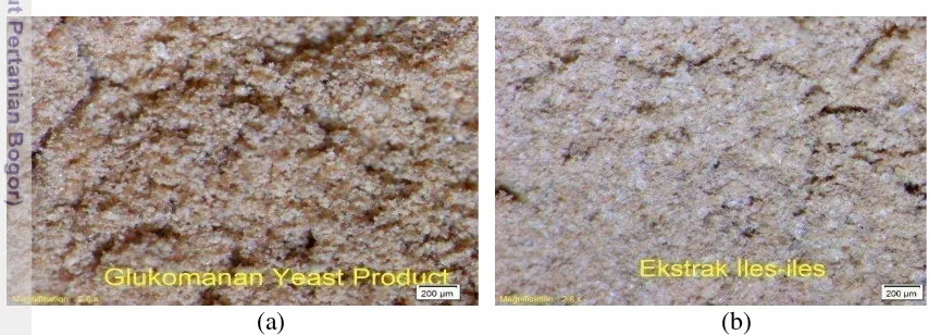 Gambar 3  Hasil mikroskopis glukomannan  yeast product (a)  dan  glukomannan hasil 