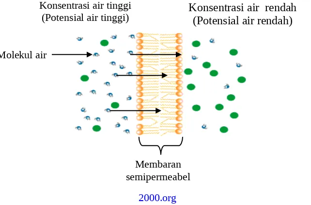 Gambar 1 : Gerakan molekul air dari konsentrasi air tinggi ke konsentrasi air yang lebih rendah melalui membran semipermeabel.