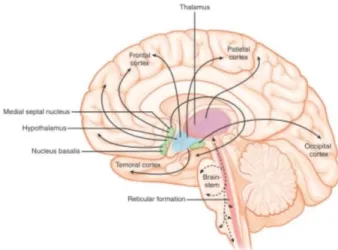 Gambar 1. Gambaran ascending reticular activating  system (ARAS) pada batang otak (brainstem)  memperlihatkan proyeksi pada thalamus dan 