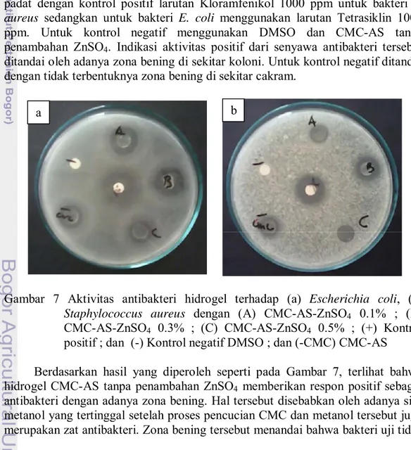 Gambar 7 Aktivitas antibakteri hidrogel terhadap (a) Escherichia coli, (b)  Staphylococcus aureus dengan (A) CMC-AS-ZnSO4 0.1% ; (B)  CMC-AS-ZnSO4 0.3% ; (C) CMC-AS-ZnSO4 0.5% ; (+) Kontrol  positif ; dan  (-) Kontrol negatif DMSO ; dan (-CMC) CMC-AS 