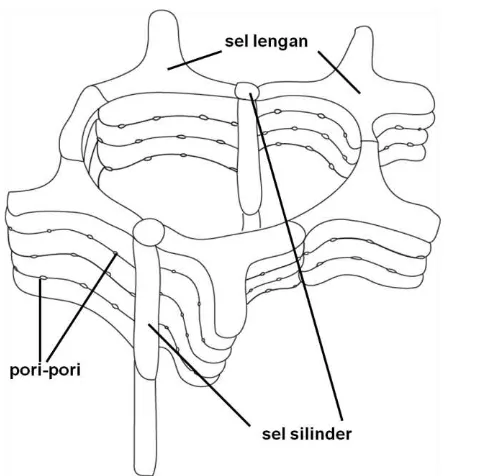Gambar 5. Variasi bentuk-bentuk sel lengan penyusun ruang udara pada jaringan korteks lengan bentuk T; dan pneumatophore S