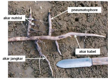 Gambar 1. Potongan akar S. alba yang menunjukkan adanya 4 tipe akar. Pneumatophore merupakan tipe akar yang muncul ke permukaan atau tumbuh vertikal sejajar dengan pertumbuhan batang