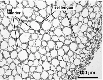 Gambar 3. Sayatan melintang yang menggambarkan struktur jaringan korteks pneumatophore S