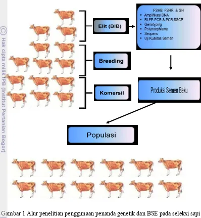 Gambar 1 Alur penelitian penggunaan penanda genetik dan BSE pada seleksi sapi 