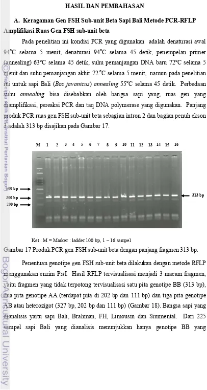 Gambar 17 Produk PCR gen FSH sub-unit beta dengan panjang fragmen 313 bp. 
