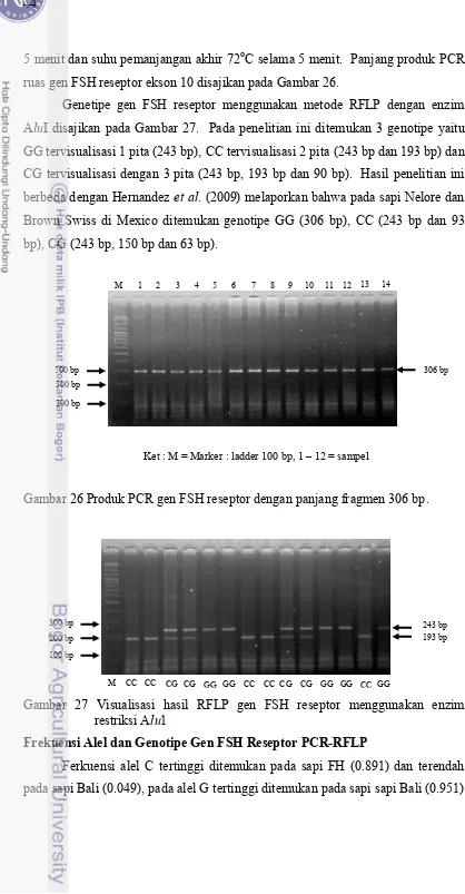 Gambar 26 Produk PCR gen FSH reseptor dengan panjang fragmen 306 bp.  