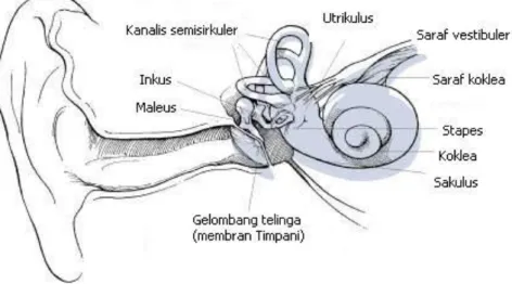 Gambar 2.1 Struktur Organ Pendengaran Manusia  2.2.7.  Pengukuran Kebisingan 