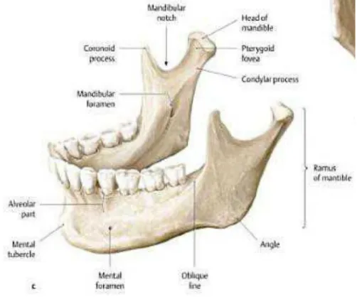 Gambar 2.3 Anatomi mandibula lateral regio kiri (Sumber : Thieme. Atlas of anatomy head and  neuroanatomi p.30) 