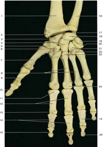 Gambar 2. 12.  Tulang pada telapak tangan dan pergelangan tangan kanan (palmar  aspect) 