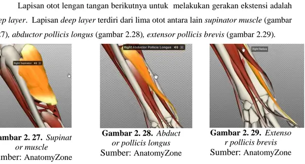 Gambar 2. 27.  Supinat or muscle  Sumber:  AnatomyZone   Gambar 2. 28.  Abductor pollicis longus Sumber:  AnatomyZone   Gambar 2