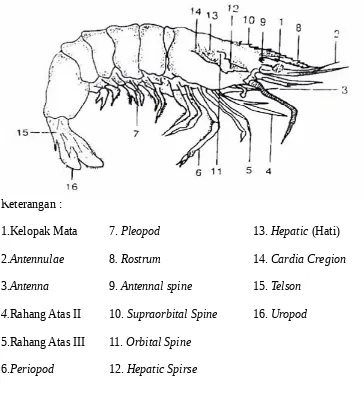 Gambar 1. Morfologi udang vannamei (Haliman dan Adijaya, 2005)