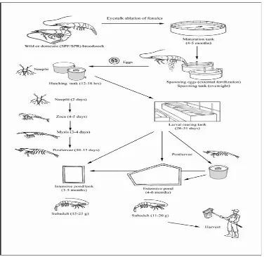 Gambar 2. Siklus hidup udang vannamei (Brown, 1991)