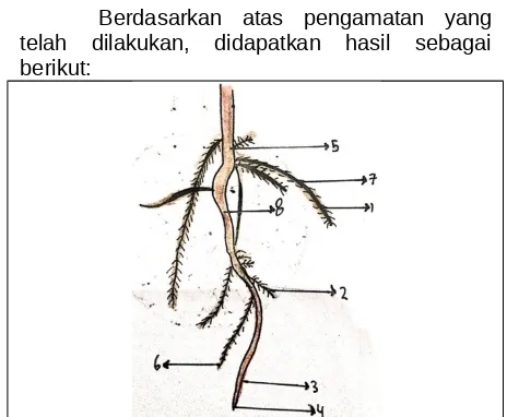 Gambar 1.1 Bayam liar (Keterangan: Rambut akar (4.  Tudung  akar  (Serabut akar ((collum)Amaranthus hybridus)1