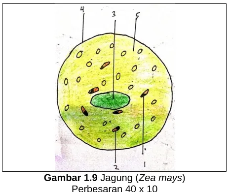 Gambar 1.9 Jagung (Zea mays)