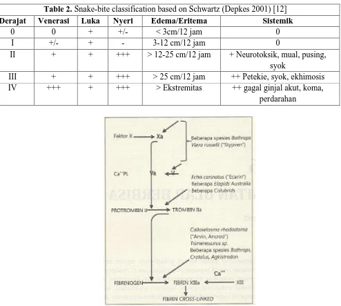 Table 2. Snake-bite classification based on Schwartz (Depkes 2001) [12]Venerasi  Luka Nyeri Edema/Eritema Sistemik 