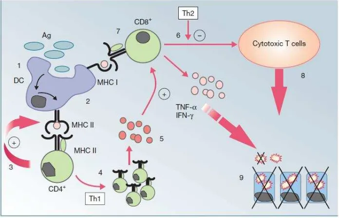 Gambar 2, Respon imun spesifik primer seluler pasca antigen vaksin7