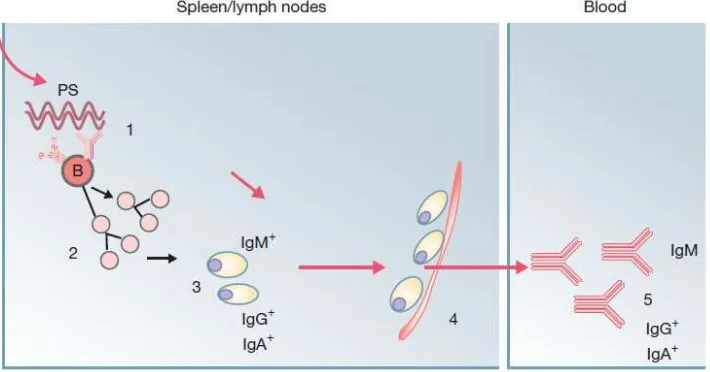 Gambar 3, Respon imun spesifik primer humoral akibat rangsangan antigen protein7