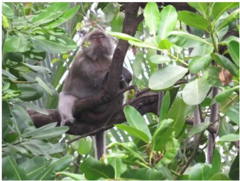 Gambar 4.  Posisi monyet ekor panjang istirahat atau tidur di pohon tempat tidurnya (Foto: Tatang 