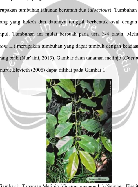 Gambar 1. Tanaman Melinjo (Gnetum gnemon L.) (Sumber: Elevitch, 2006). 