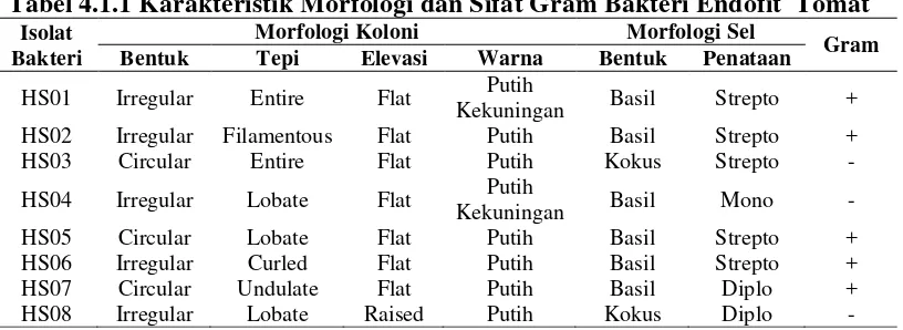 Tabel 4.1.1 Karakteristik Morfologi dan Sifat Gram Bakteri Endofit  Tomat 