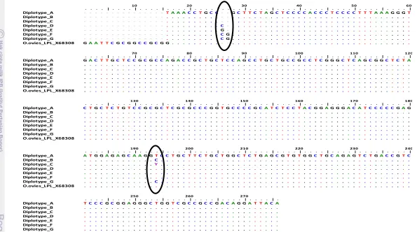 Gambar 3.6  Aligment gen lipoprotein lipase domba garut dan domba ekor tipis sumatera dengan gen bank nomor akses X.68308.1