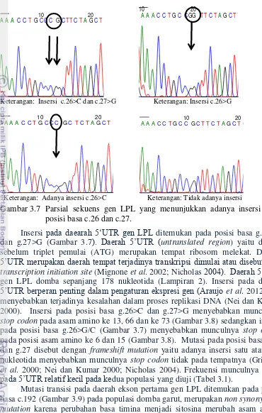 Gambar 3.7 Parsial sekuens gen LPL yang menunjukkan adanya insersi pada 
