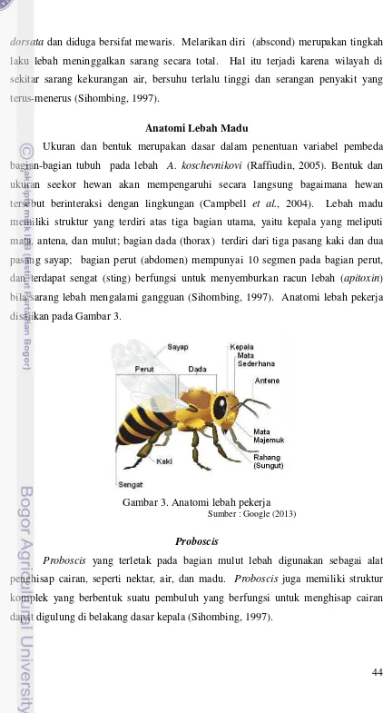 Gambar 3. Anatomi lebah pekerja 