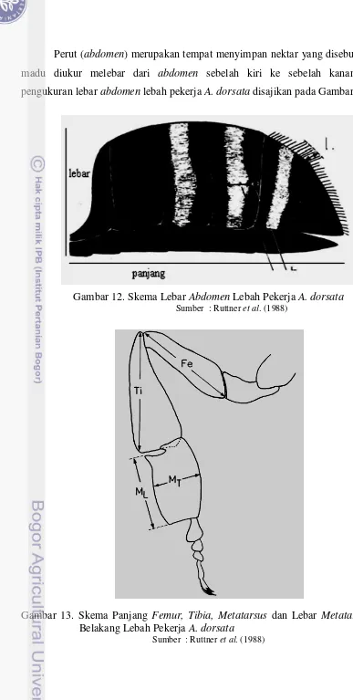 Gambar 13. Skema Panjang Femur, Tibia, Metatarsus dan Lebar Metatarsus Kaki 