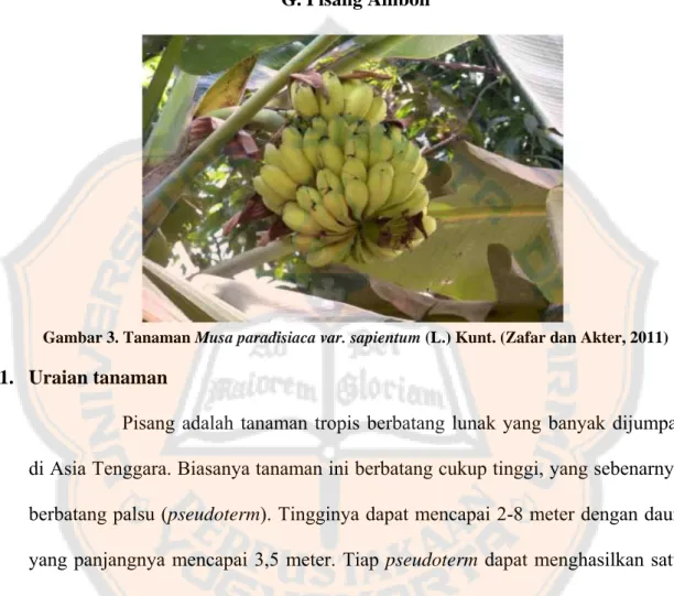 Gambar 3. Tanaman Musa paradisiaca var. sapientum (L.) Kunt. (Zafar dan Akter, 2011) 
