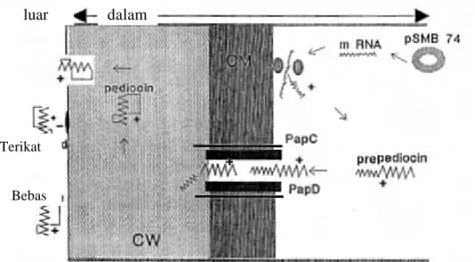 Gambar 1  Model hipotesis biosintesis molekul pediocin AcH (Jack et al. 1995).                     CW = dinding sel, OM = membran luar 