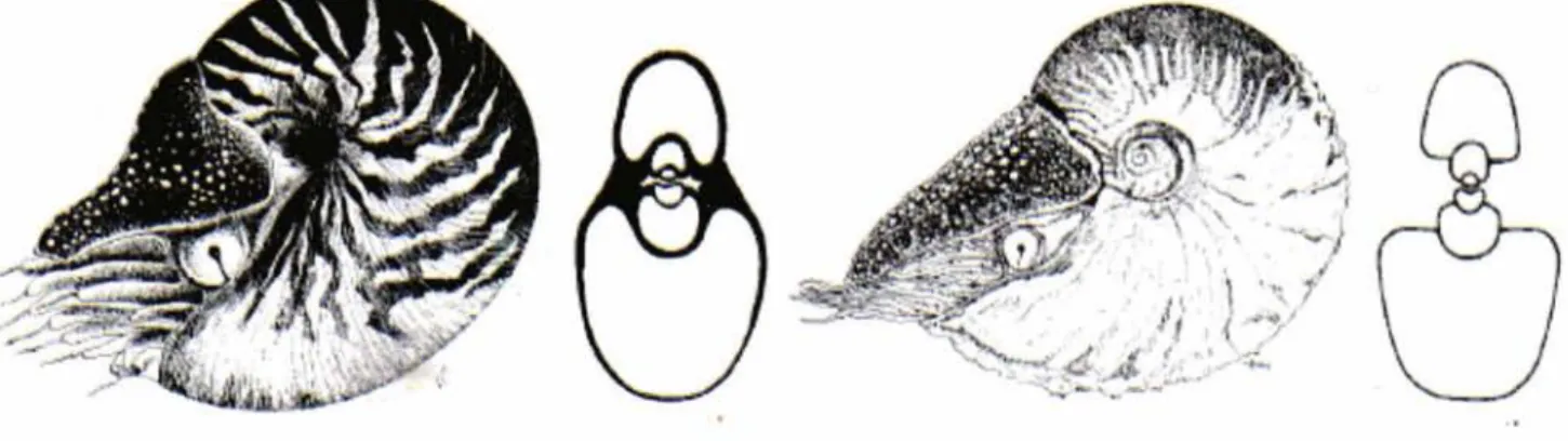Gambar 2.  Morfologi  cangkang  dan  organ  internal Nautilus  (Sumber:  www.utmb.edul  nrcc/UFAW%ZONaut.jpg  -dengan modifikasi) 