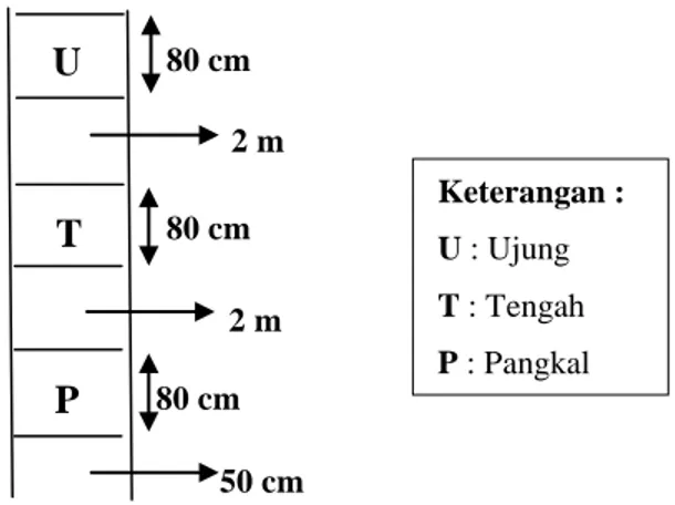 Gambar  1  Pola  pengambilan  sampel  kayu.  Pembagian  secara  vertikal  (A),  Pembagian  secara horizontal (B),  Pembagian stick untuk pembuatan contoh uji (C)