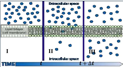 Gambar  3. Proses Difusi pada Membran Sel (Sumber : Wikipedia-Difusi, 2013). 