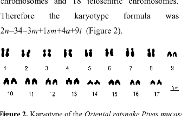 Figure 2. Karyotype of the Oriental ratsnake Ptyas mucosa 