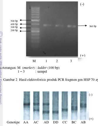 Gambar 2  Hasil elektroforisis produk PCR fragmen gen HSP 70 ayam 