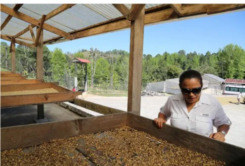 Gambar 2.5 Kopi dikeringkan pada honey process 