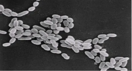 Gambar 1.Bentuk Bakteri Lactobacillus spp. (Sumber : www.wikipedia.com)  Beberapa  spesies  dapat  tumbuh  pada  suhu  rendah  misalnya  penyimpanan  produk  dalam  refrigerator