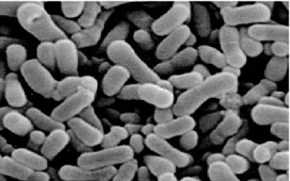 Gambar 2.  Bentuk Bakteri L. plantarum (Sumber : www.geneferm.com)  Pertumbuhan  L.  plantarum  dapat  menghambat  kontaminasi  dari  mikrooganisme  pathogen  dan  penghasil  racun  karena  kemampuannya  untuk  menghasilkan  asam  laktat  dan  menurunkan  