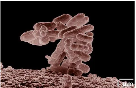 Gambar 4.  Bentuk Bakteri E. coli (Sumber : www.wikipedia.com) 