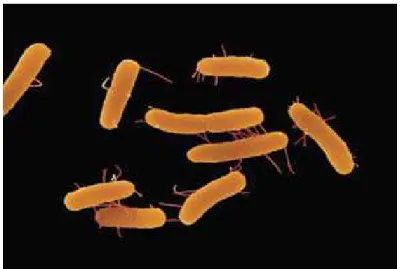 Gambar 5.  Bentuk Bakteri Salmonella (Sumber : www.wikipedia.com)     Spesies  Salmonella  yang  menggunakan  tubuh  manusia  sebagai  inang  antara  lain S