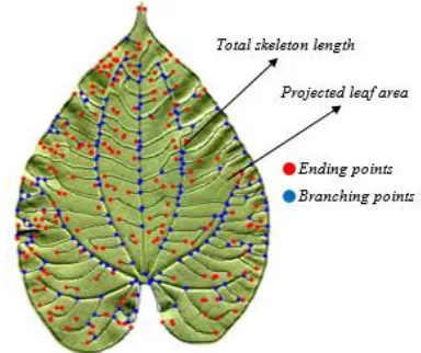 Figure 6.  The illustration of leaves venation density features 