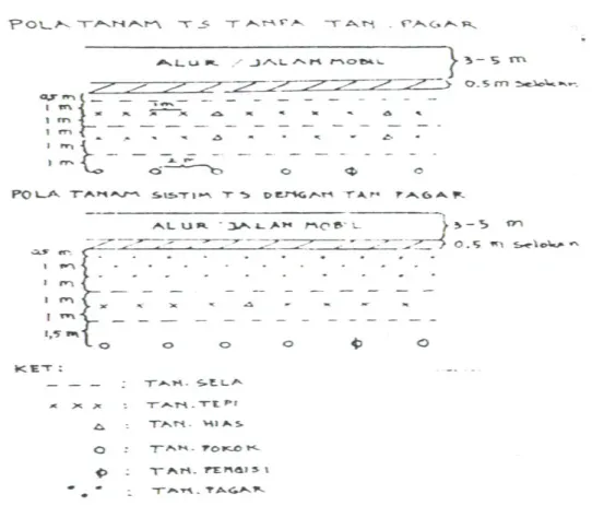 Gambar 2.  Pola Penanaman Tumpang Sari (Perhutani, 1996) 