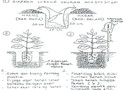 Gambar 7.  Teknik Pembuatan Lubang Tananam dan Penanaman (Perhutani, 1996) 