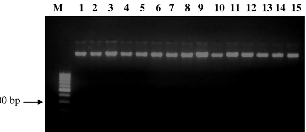 Gambar 3. DNA genom sapi Bali yang diekstraksi pada gel agarose 2%  
