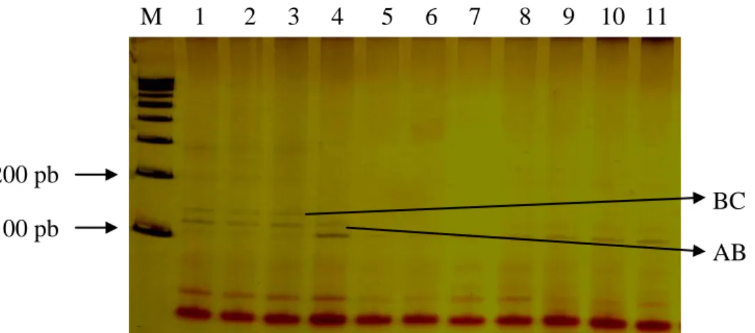 Gambar 4. Alel yang teridentifikasi melalui gel polyacrylamide 30 % pada  lokus INRA035