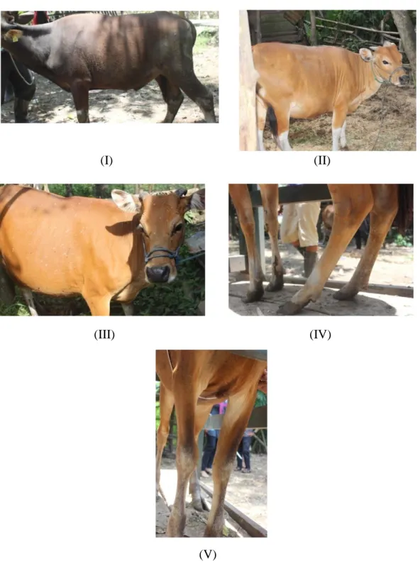Gambar : Pola warna tubuh sapi Bali jantan yang normal (I) ; pola warna tubuh        sapi Bali betina yang normal (II) ; sapi Bali bintik – bintik putih / sapi                   tutul (III) ;  dan beberapa pola warna tubuh sapi Bali yang menyimpang        