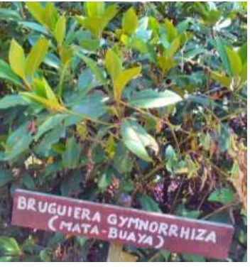 Gambar 1. Bruguiera gymnorrhiza 