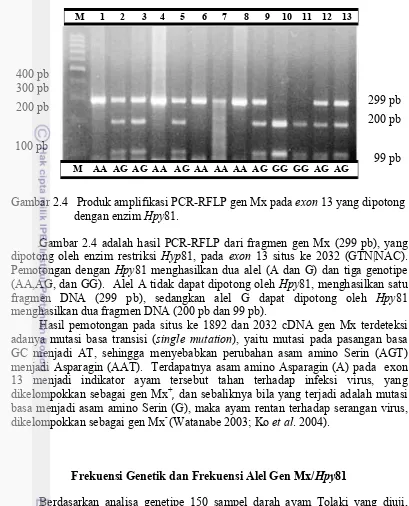 Gambar 2.4   Produk amplifikasi PCR-RFLP gen Mx pada exon 13 yang dipotong  